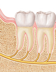 Wisdom Teeth: Your Recovery